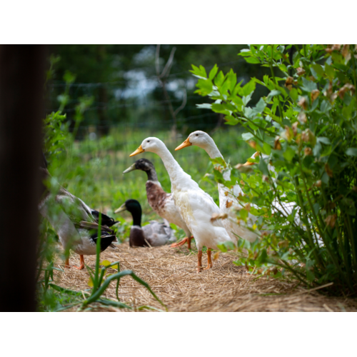 Opleiding Praktijkkamp Regeneratieve Natuurinclusieve Landbouw