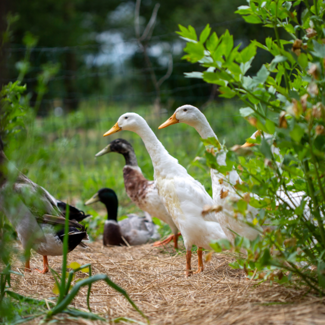 Praktijkkamp Zelfvoorzienend Boeren en Leven met de Natuur
