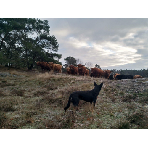 Opleiding Praktijkkamp Regeneratieve Natuurinclusieve Landbouw