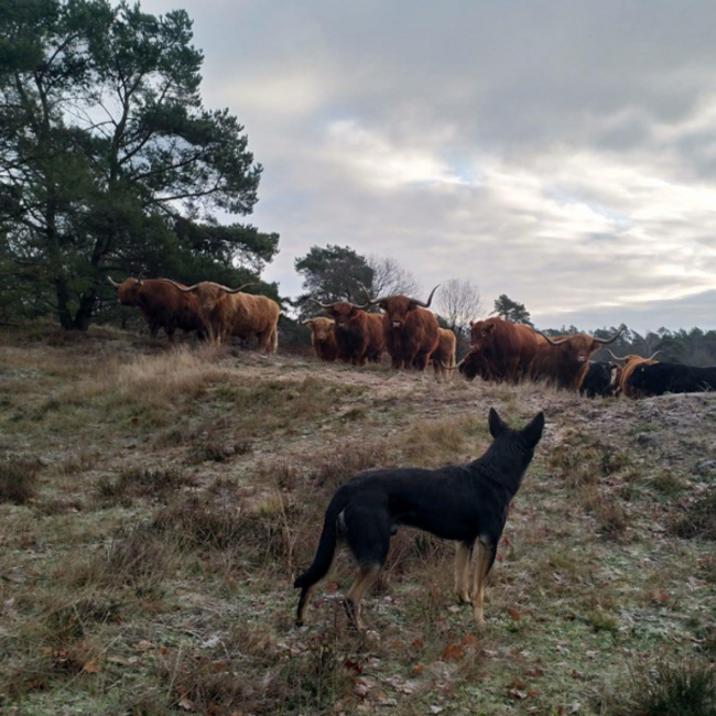 Praktijkkamp Zelfvoorzienend Boeren en Leven met de Natuur
