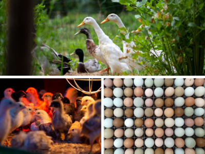 Opleiding Praktijkkamp Regeneratieve Landbouw