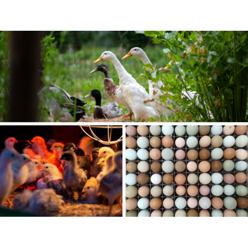 Opleiding Praktijkkamp Regeneratieve Landbouw