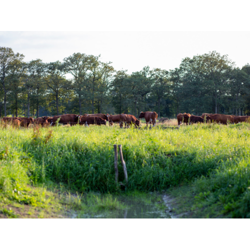 Boeren in het Bos Hacheevlees Grasgevoerd Natuurrund