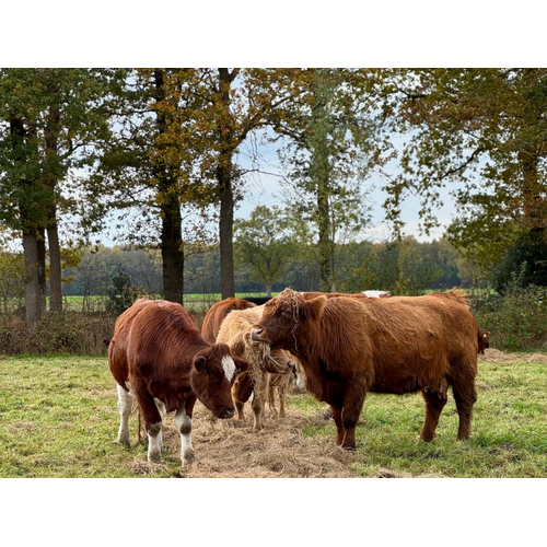 Boeren in het Bos Mergpijp Grasgevoerd Natuurrund