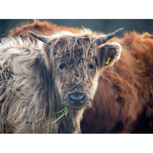 Boeren in het Bos Ossenstaart Grasgevoerd Natuurrund
