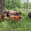 Boeren in het Bos Sukadelappen Grasgevoerd Natuurrund