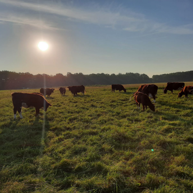 Boeren in het Bos Saucijzen gekruid Grasgevoerd Natuurrund
