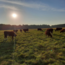 Boeren in het Bos Saucijzen gekruid Grasgevoerd Natuurrund