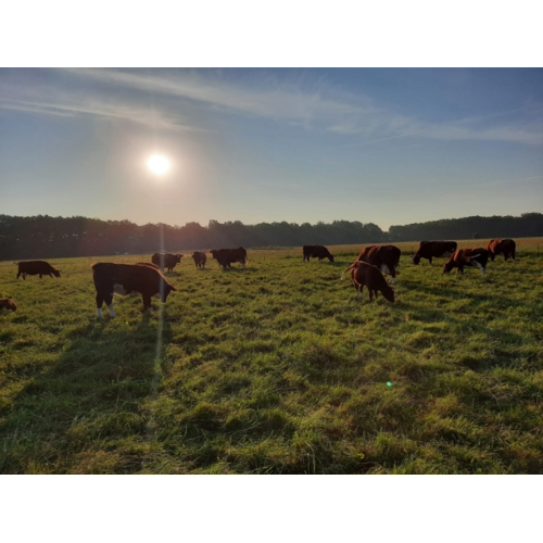 Boeren in het Bos Schenkel Ossobuco Grasgevoerd Natuurrund