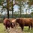 Boeren in het Bos Vet gehakt van Grasgevoerd Natuurrund met 50% gehakt en 50% rundervet