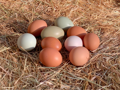 Boeren in het Bos Eieren Graskip