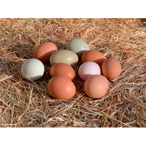 Boeren in het Bos Eieren Graskip