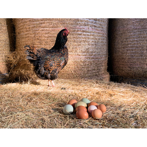 Boeren in het Bos Eieren | Vers van onze grasgevoerde buitenkippen