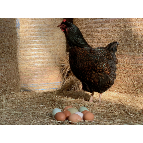 Boeren in het Bos Eier Abonnement Grasgevoerde kippen