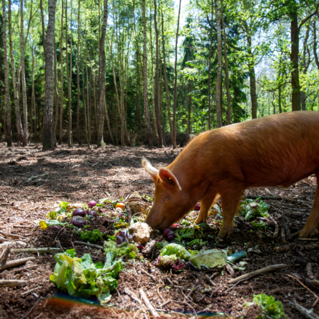 Boeren in het Bos Gekookte ham plakjes | Vleeswaren van onze Bosvarkens