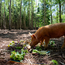 Boeren in het Bos Gekookte ham plakjes | Vleeswaren van onze Bosvarkens