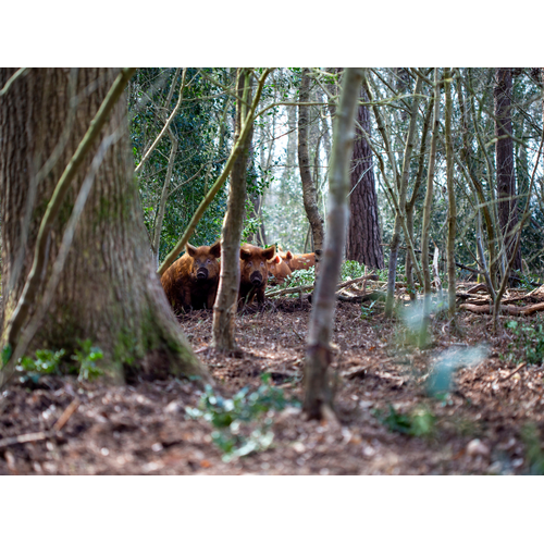 Boeren in het Bos Fricandeau plakjes - Vleeswaren van onze Bosvarkens