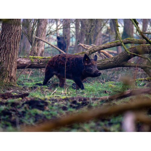 Boeren in het Bos Ontbijtspek plakjes | Vleeswaren van onze Bosvarkens