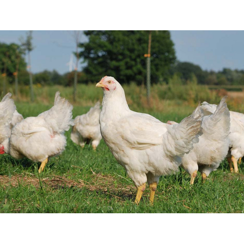 Bioland Kippenpoot kippenbout biologisch van BIOLAND