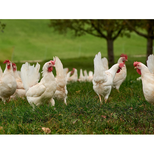 Bioland Kippenlever BIOLAND