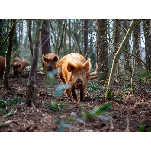 Boeren in het Bos Gebraden Gehakt Bosvarken