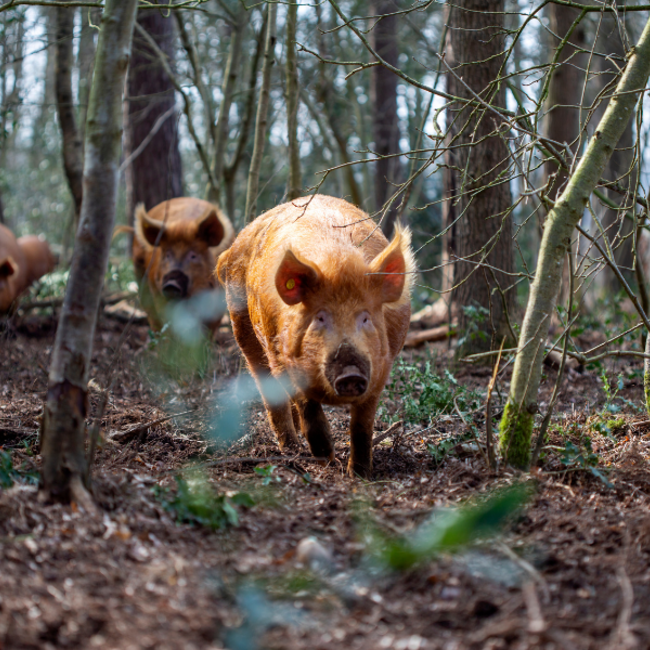 Boeren in het Bos Gebraden Gehakt Bosvarken