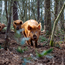 Boeren in het Bos Gebraden Gehakt Bosvarken