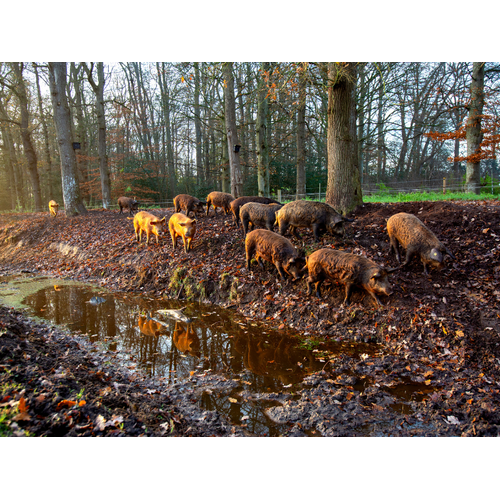 Boeren in het Bos Coppa Bosvarken