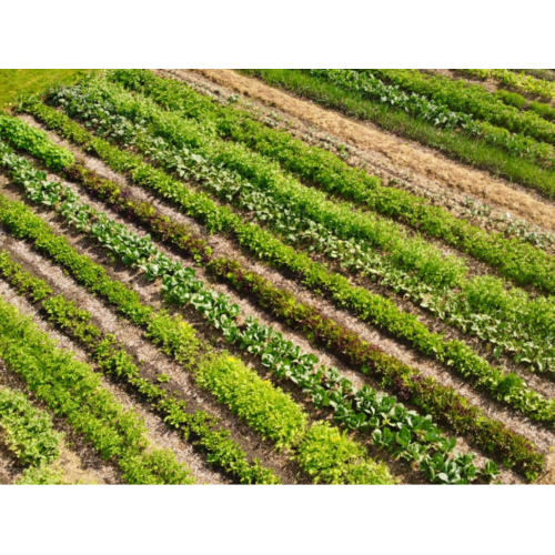 Boeren in het Bos Oogstaandeel Zelfoogsttuin 2026