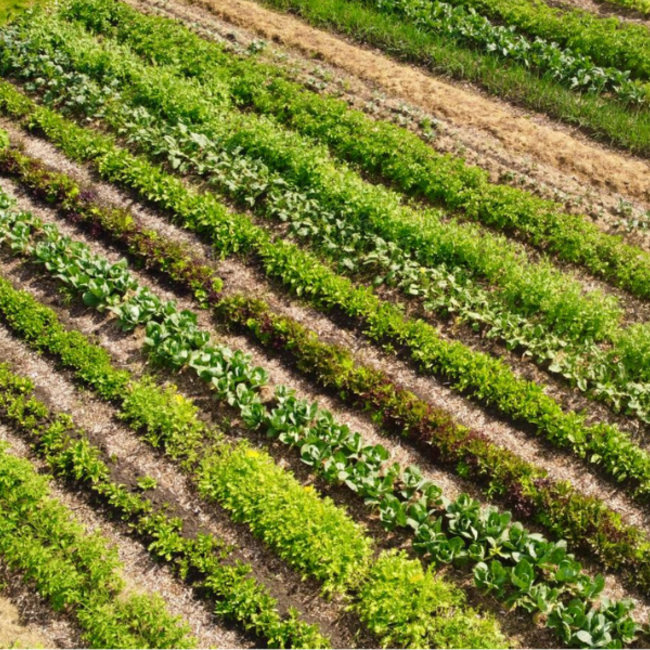 Boeren in het Bos Oogstaandeel Zelfoogsttuin 2026