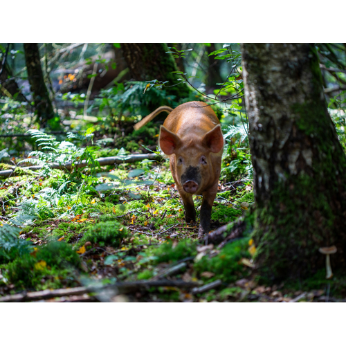 Boeren in het Bos Hamburger Half om half Grasgevoerd Rund Bosvarken