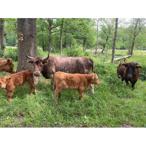 Boeren in het Bos Hamburger Half om half Grasgevoerd Rund Bosvarken