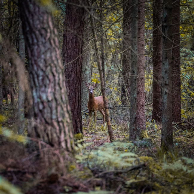 Boeren in het Bos Wildbouillon van Europees hert en ree