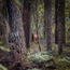 Boeren in het Bos Wildbouillon van Europees hert en ree
