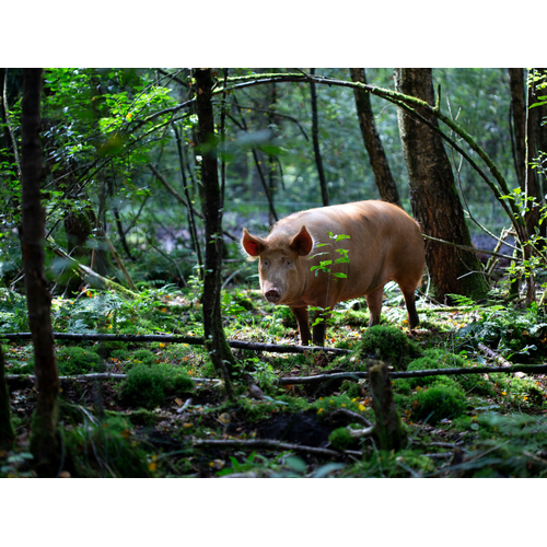 Boeren in het Bos Rillette Venkel van Wilde bosvarkens