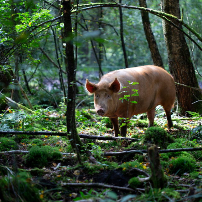 Boeren in het Bos Rillette Venkel van Wilde bosvarkens