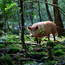 Boeren in het Bos Rillette Venkel van Wilde bosvarkens