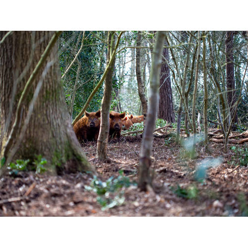Boeren in het Bos Rillette Chorizo van Wilde Bosvarkens