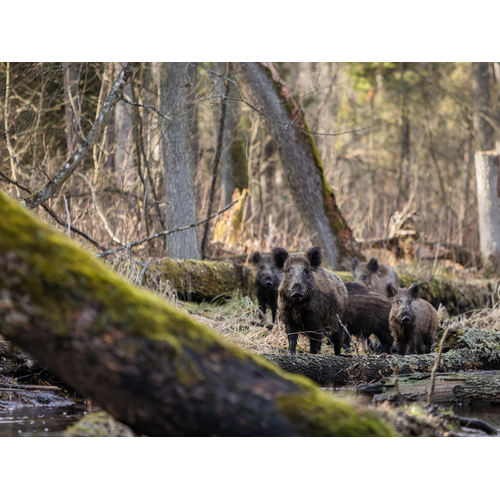 Boeren in het Bos Wildburger Europees Wild zwijn