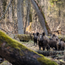 Boeren in het Bos Wildburger Europees Wild zwijn