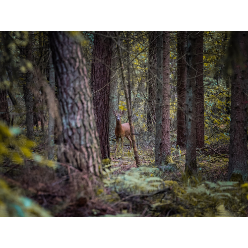 Boeren in het Bos Wildburger Hert