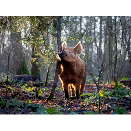 Boeren in het Bos Natuurvlees Probeer Pakket
