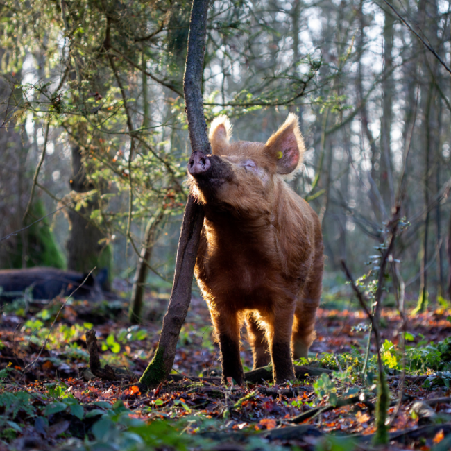 Boeren in het Bos Natuurvlees Probeer Pakket