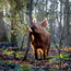 Boeren in het Bos Natuurvlees Probeer Pakket