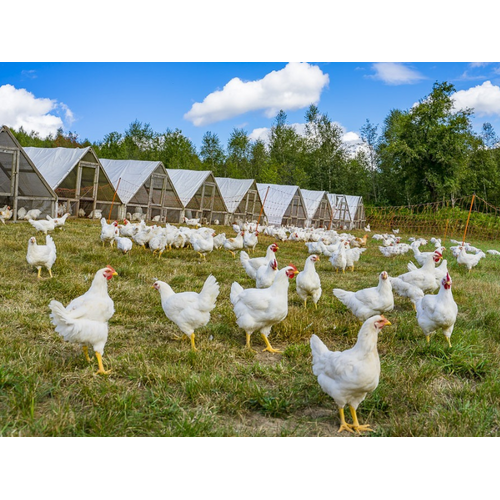 Boeren in het Bos Bioland Kip Compleet Pakket