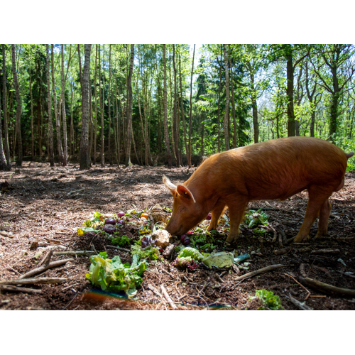 Boeren in het Bos Ribbetjes Bosvarken