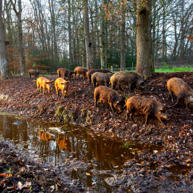 Boeren in het Bos Tong Bosvarken
