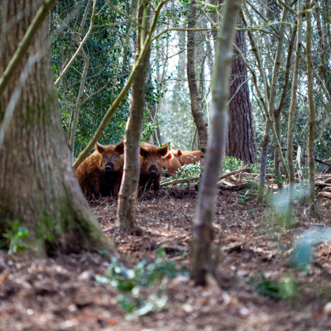 Boeren in het Bos Poten Bosvarken