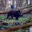Boeren in het Bos Varkenshaas Bosvarken