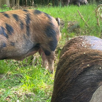 Onze bosvarkens